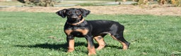 Doberman Pinscher dogs for sale: Kendra - Ad 1