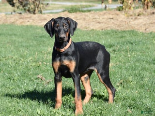 Doberman Pinscher dogs Kendra - Ad 15