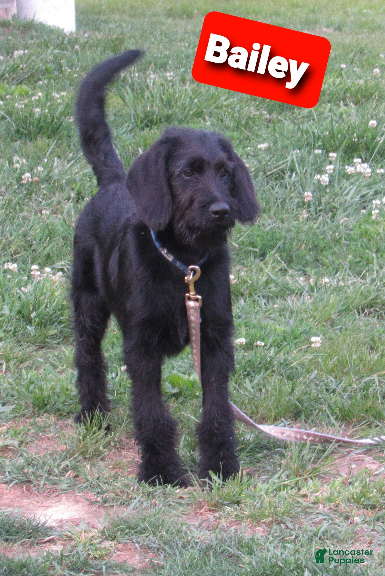 Labradoodle dogs Bailey - Ad 2
