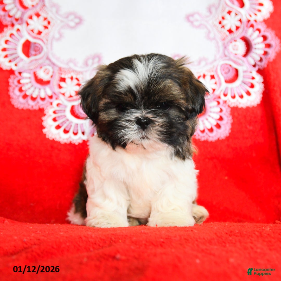 Shih Tzu dogs for sale: Yeti - Ad 2