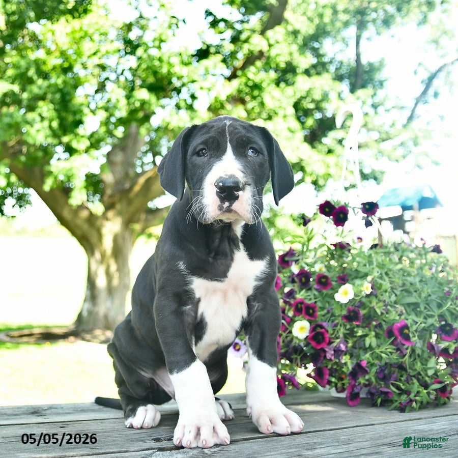 Great Dane dogs Chase  - Ad 2