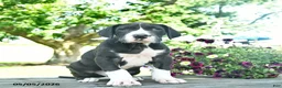 Great Dane dogs for sale: Chase  - Ad 2