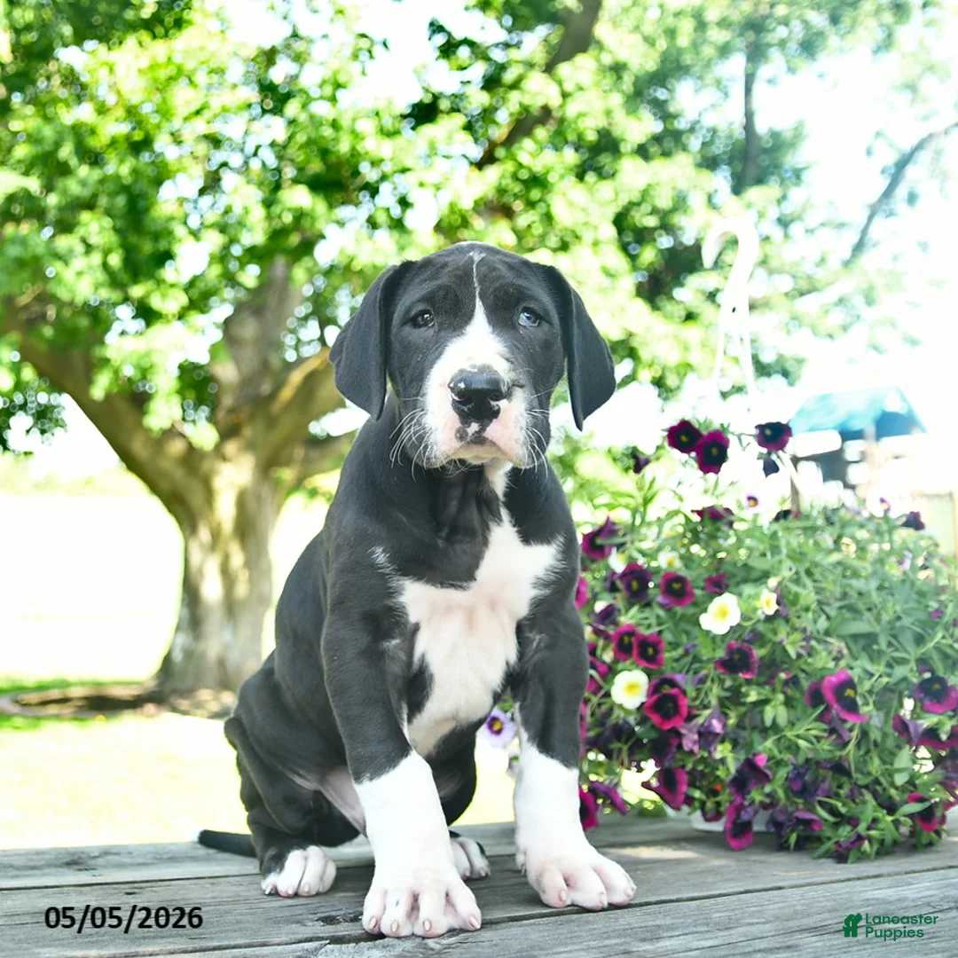Great Dane dogs for sale: Chase  - Ad 2