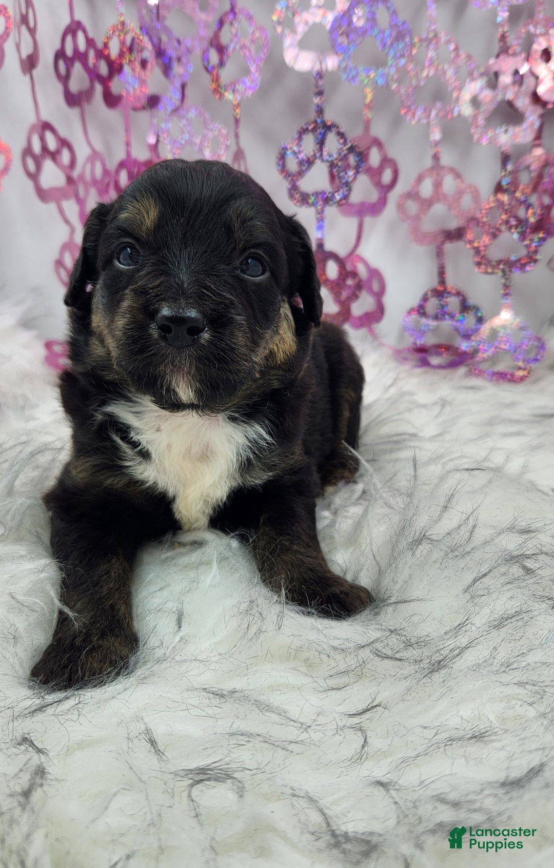 Mini Aussiedoodle dogs for sale: Mini Aussiedoodle Puppy 3 - Ad 5