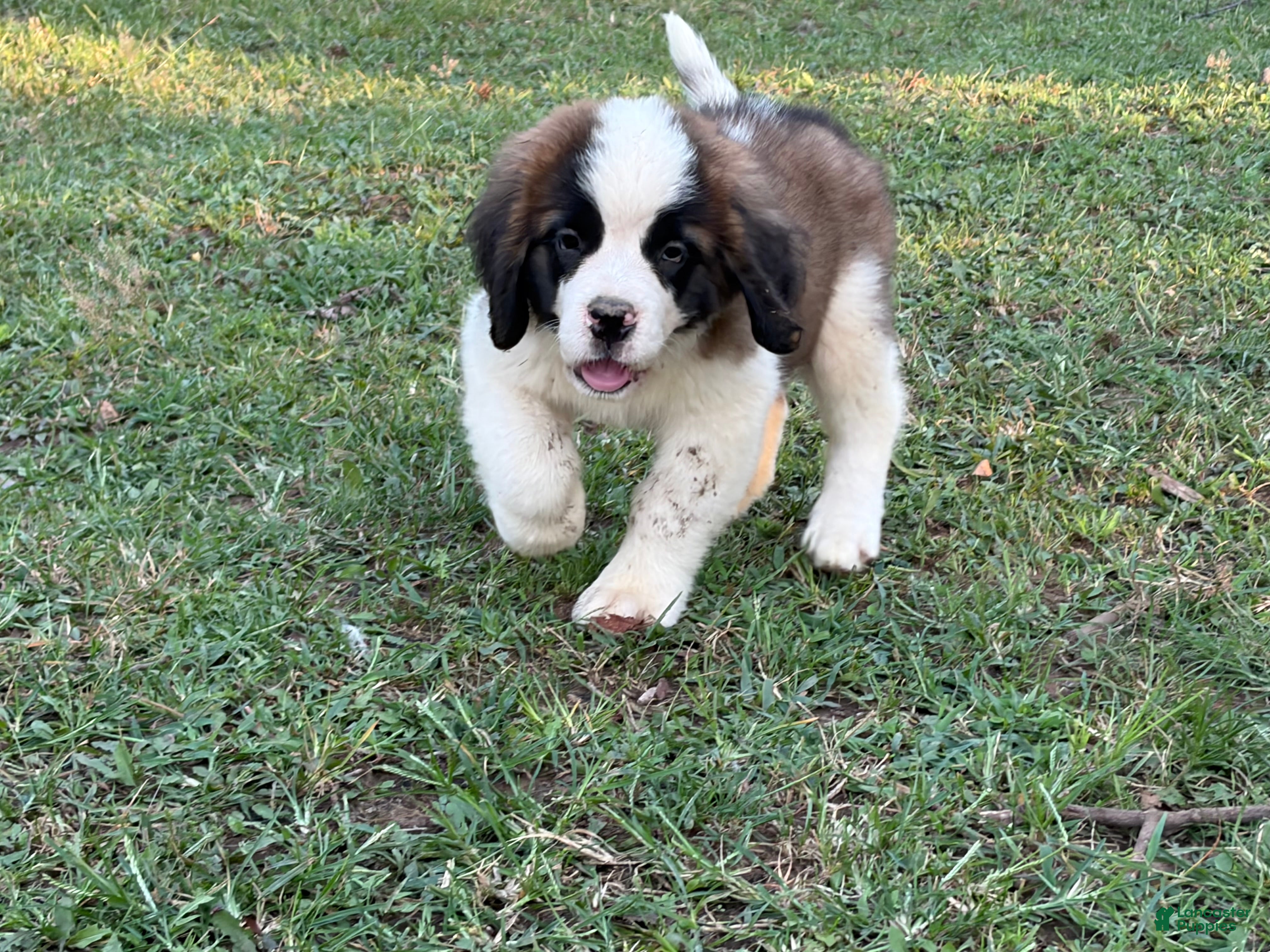 Saint Bernard dogs Martin - Ad 1