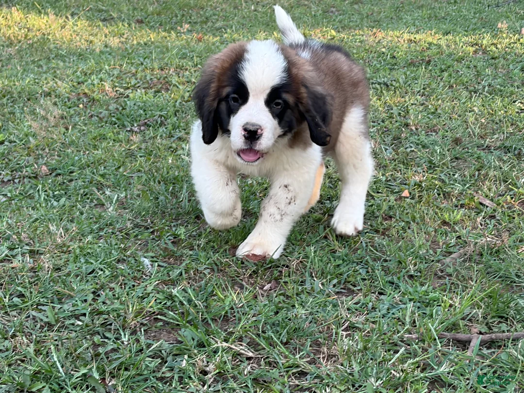 Saint Bernard dogs for sale: Martin - Ad 1