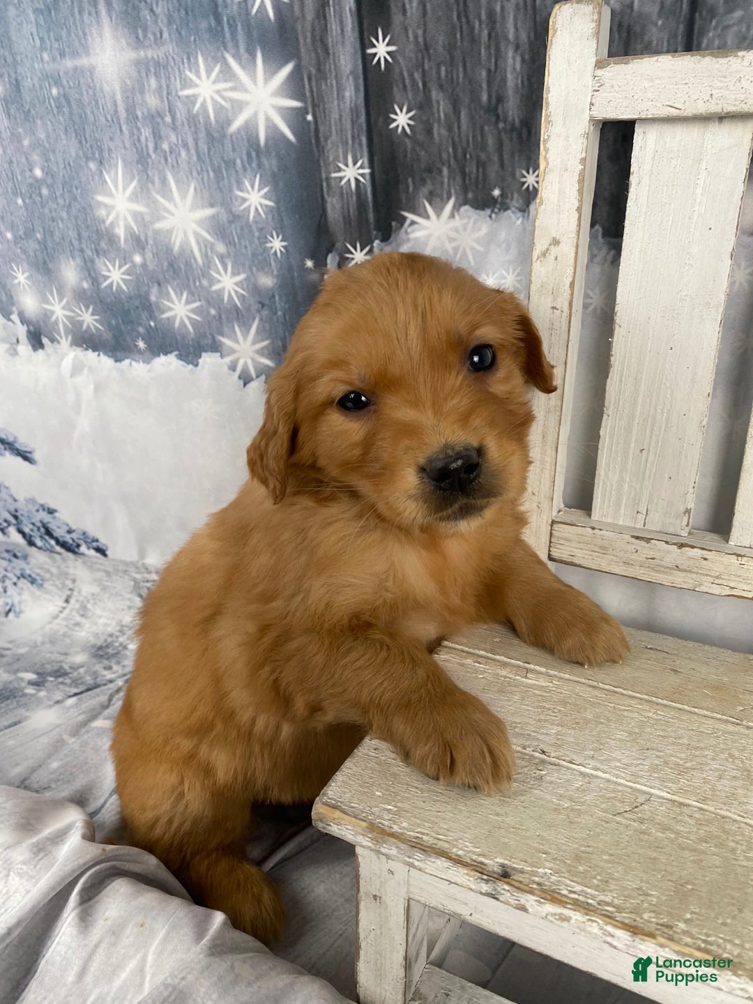 Golden Retriever dogs for sale: Molly - Ad 4
