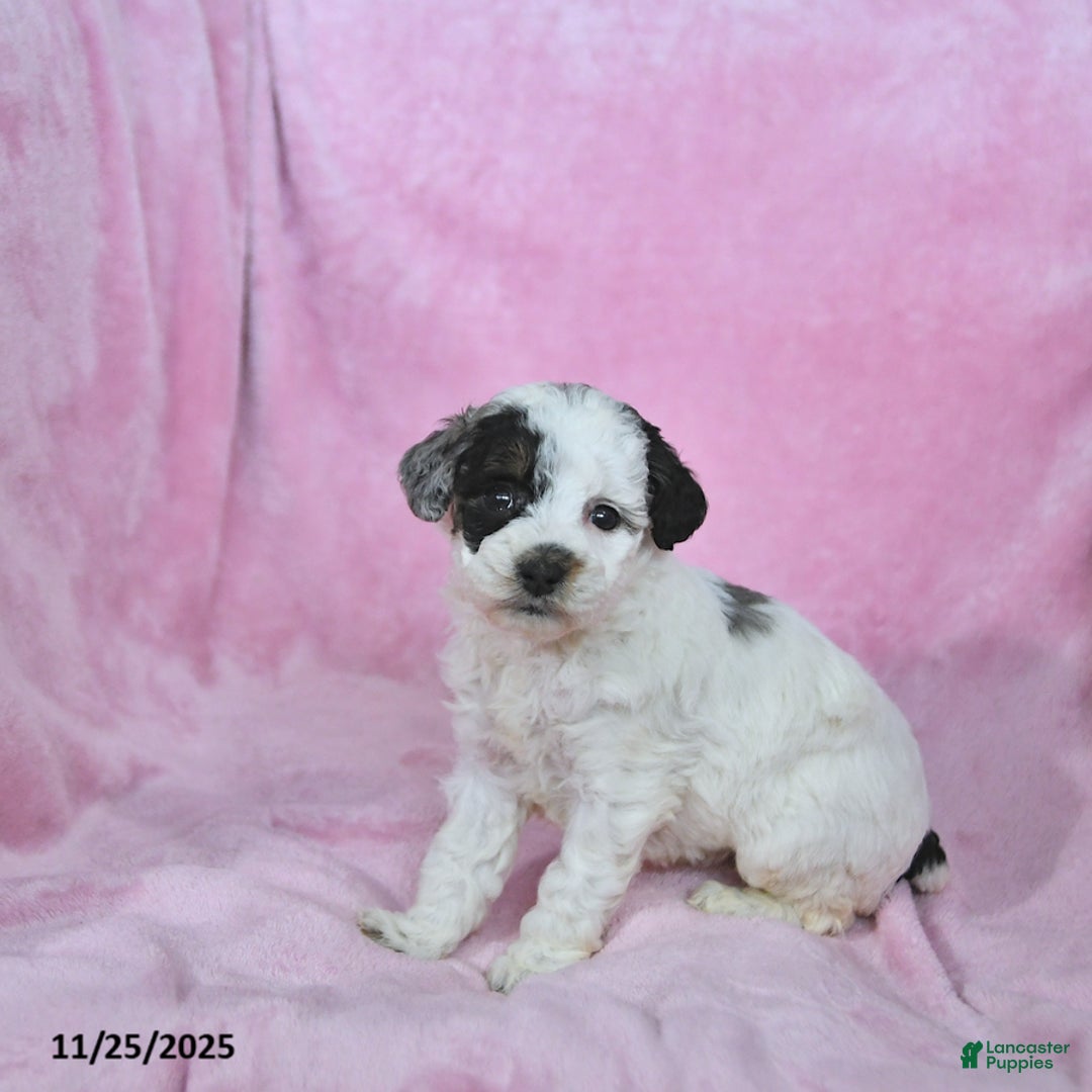 Toy Poodle dogs for sale: Kaitlyn - Ad 2