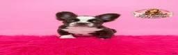 French Bulldog dogs for sale: Blaze ❤️‍🔥 - Ad 2