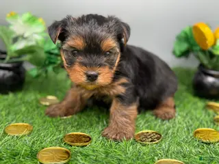 Yorkshire Terrier dogs Ash - Ad 25