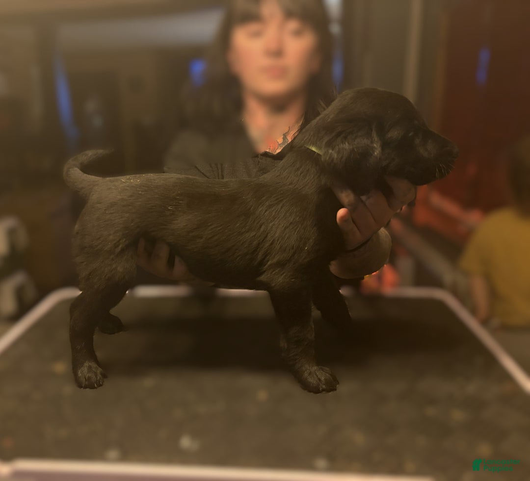 Labrador Retriever dogs for sale: Wishbone- Black - Ad 1