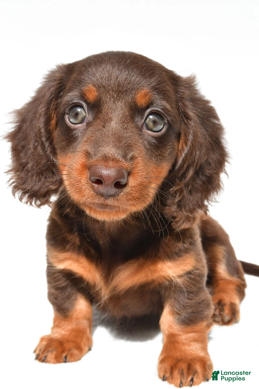 Dachshund dogs for sale: Gracie - Ad 2