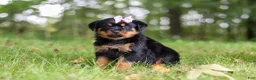 Rottweiler dogs for sale: Ivy - Ad 4