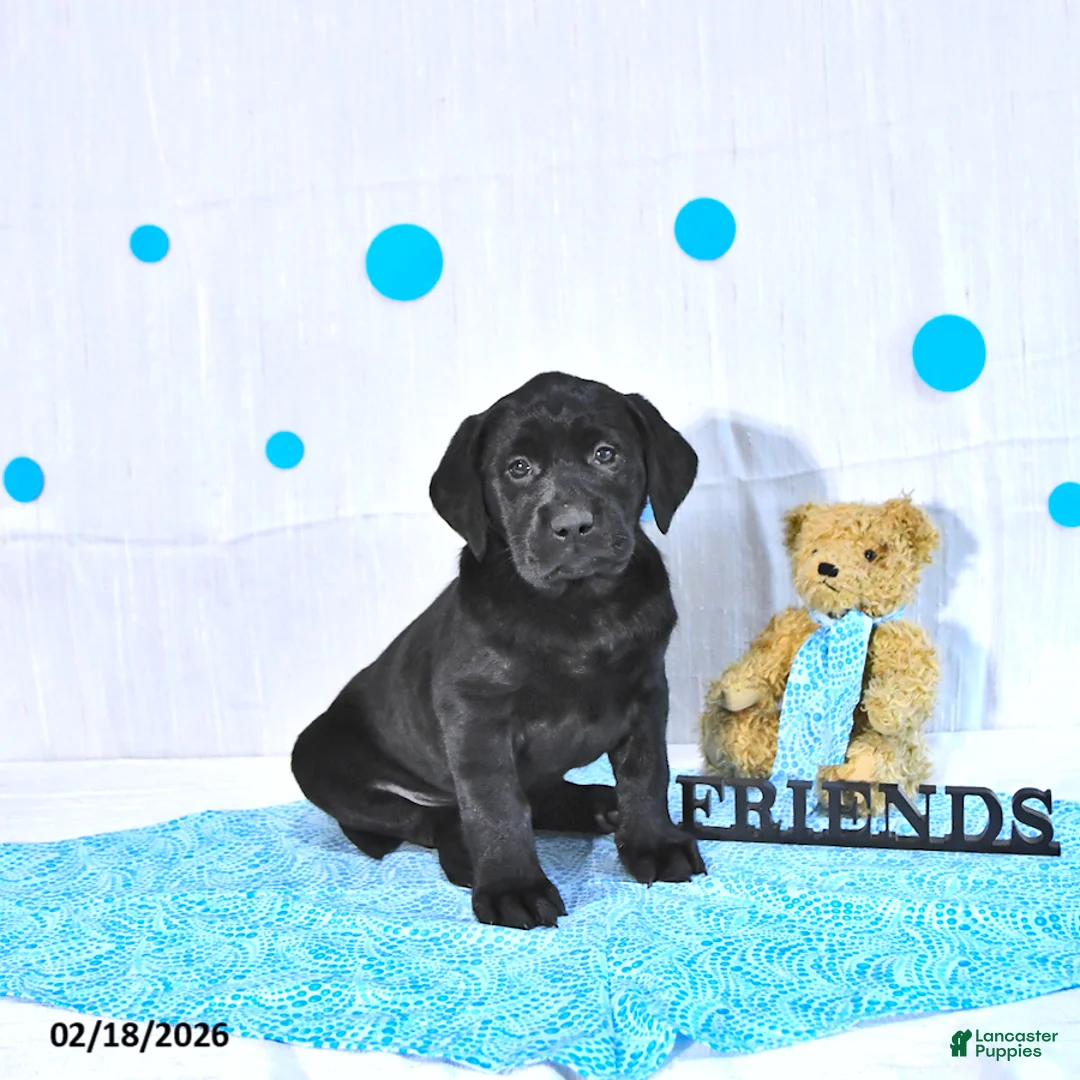 Labrador Retriever dogs for sale: Perry  - Ad 1