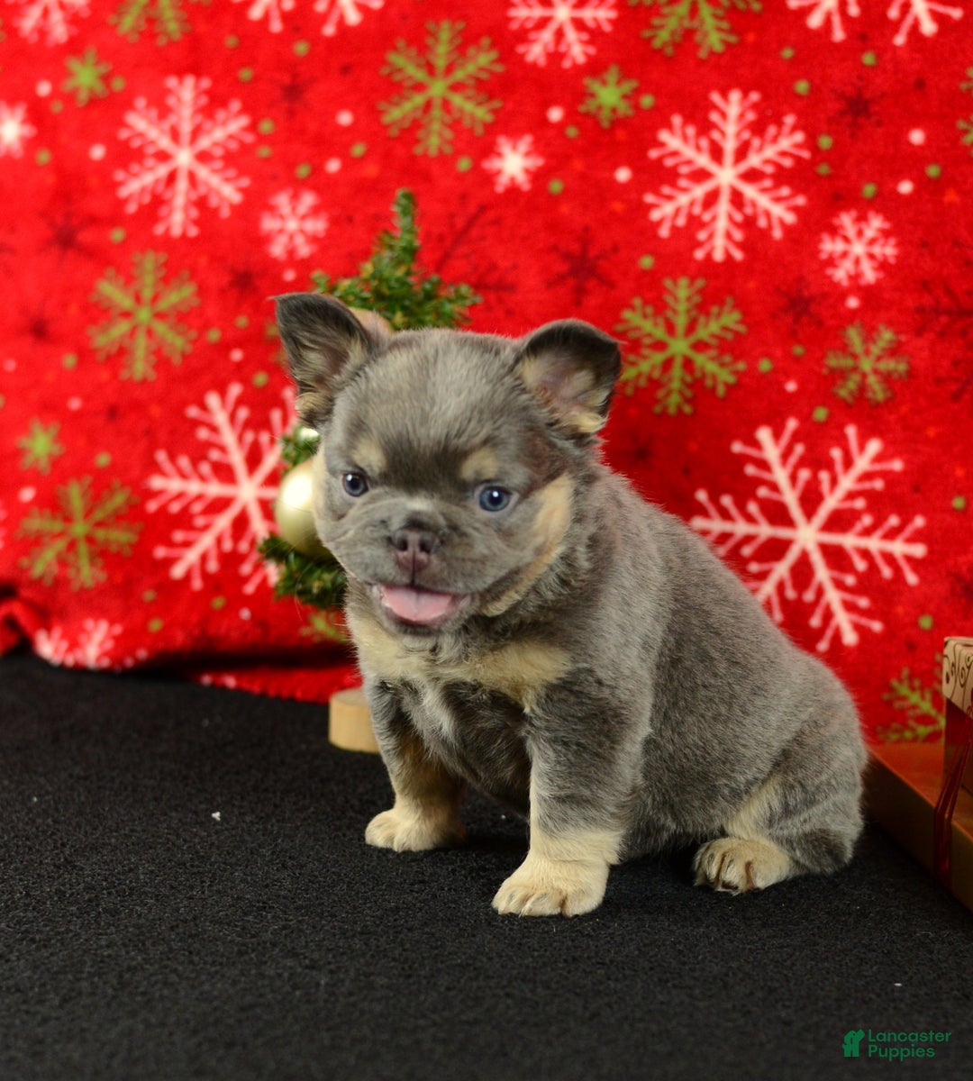 French Bulldog dogs for sale: Champ - Ad 5