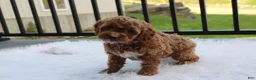 Cockapoo dogs for sale: Phoebe  - Ad 7