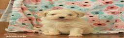 Maltipoo dogs for sale: Leo  - Ad 2