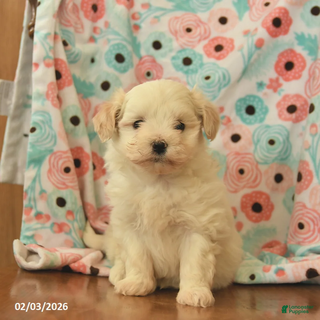 Maltipoo dogs for sale: Leo  - Ad 2