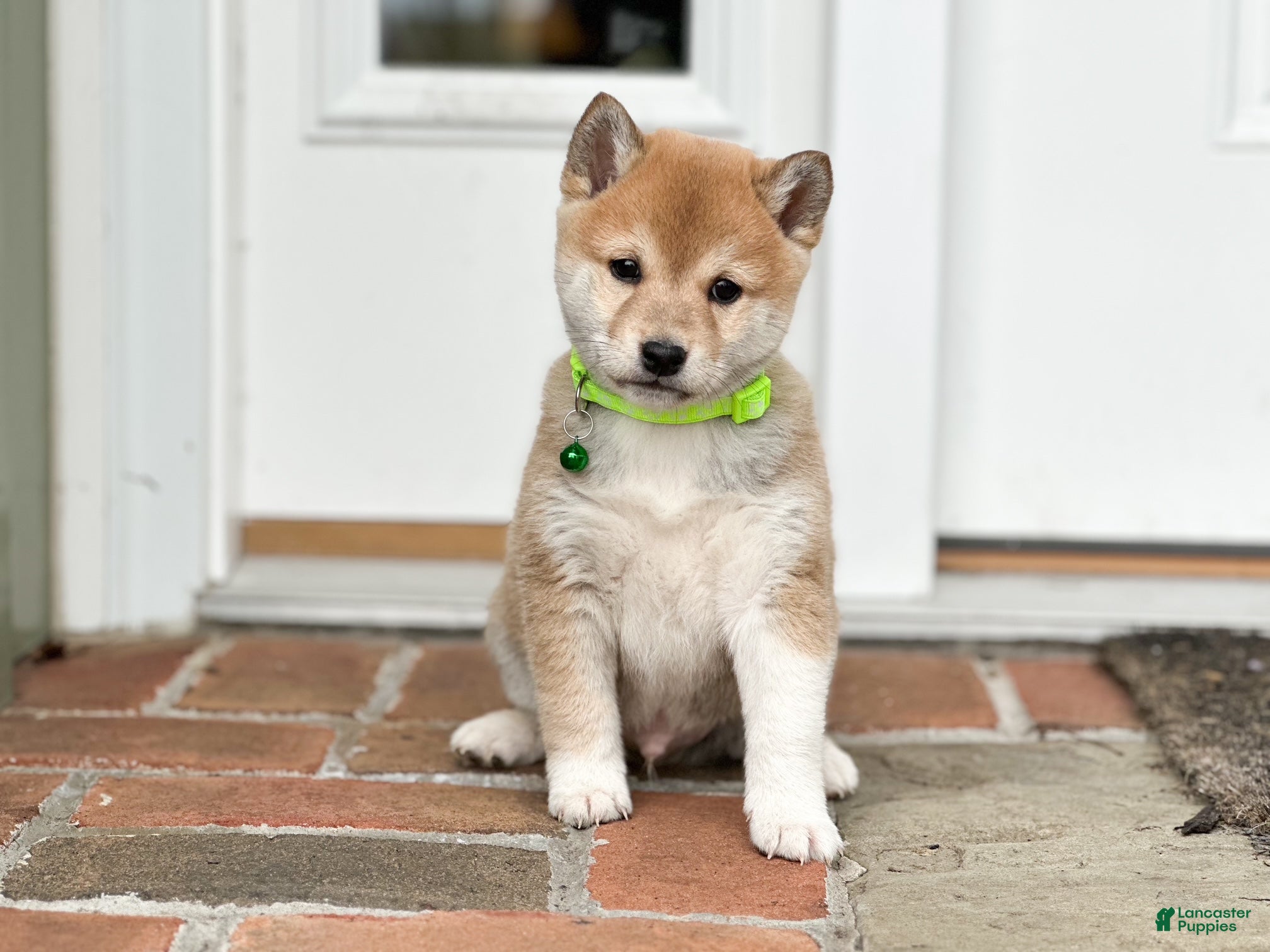 Shiba Inu dogs Max - Ad 1