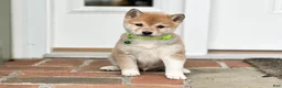 Shiba Inu dogs for sale: Max - Ad 1