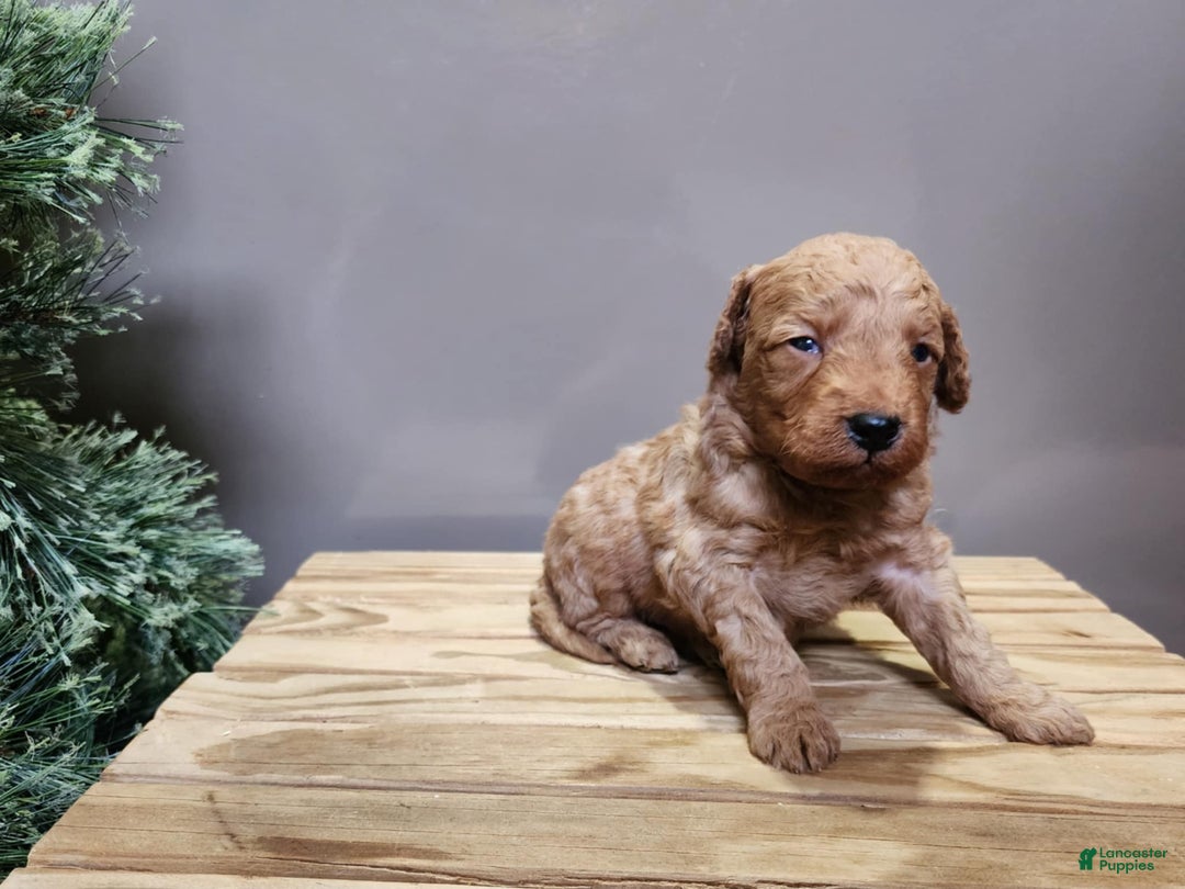 Mini Goldendoodle dogs for sale: Houston - Ad 2