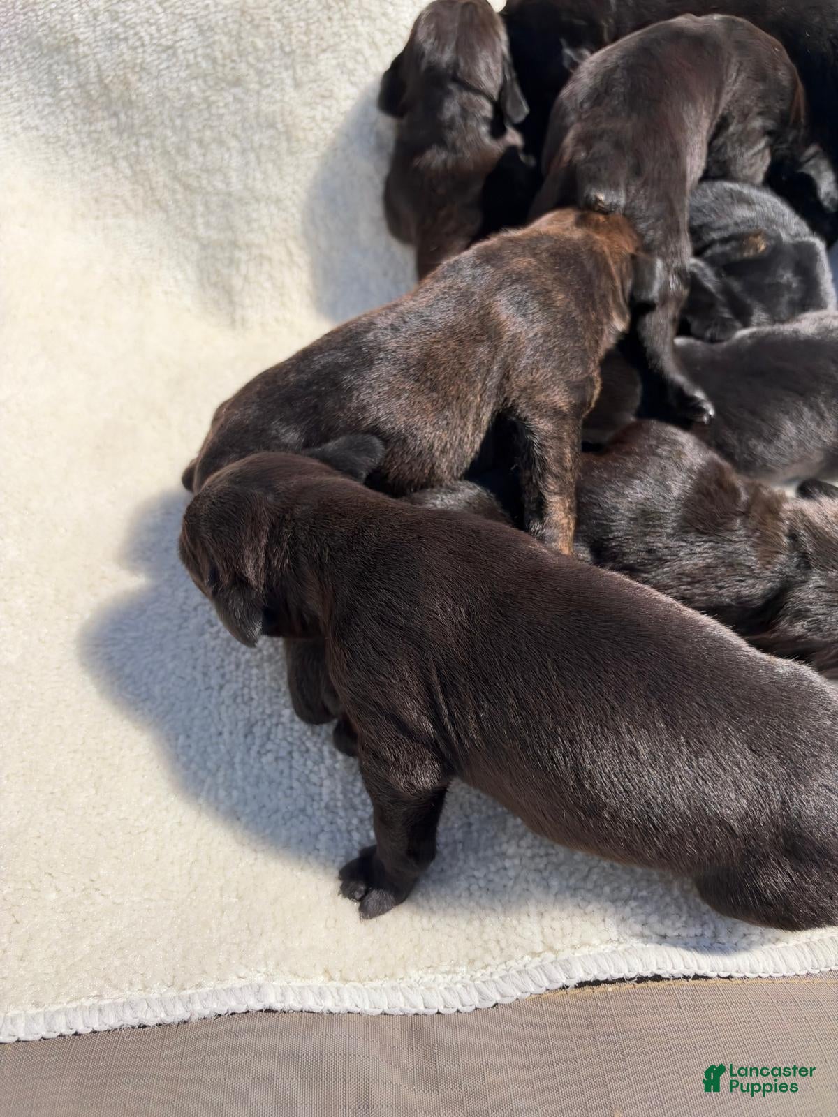 Cane Corso dogs Cane Corso 8 - Ad 1