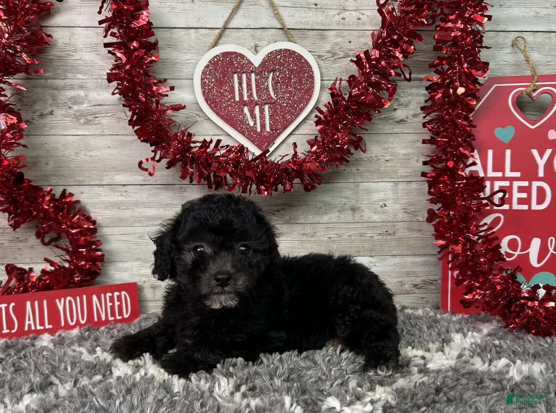 Miniature Poodle dogs for sale: Lambo - Ad 1