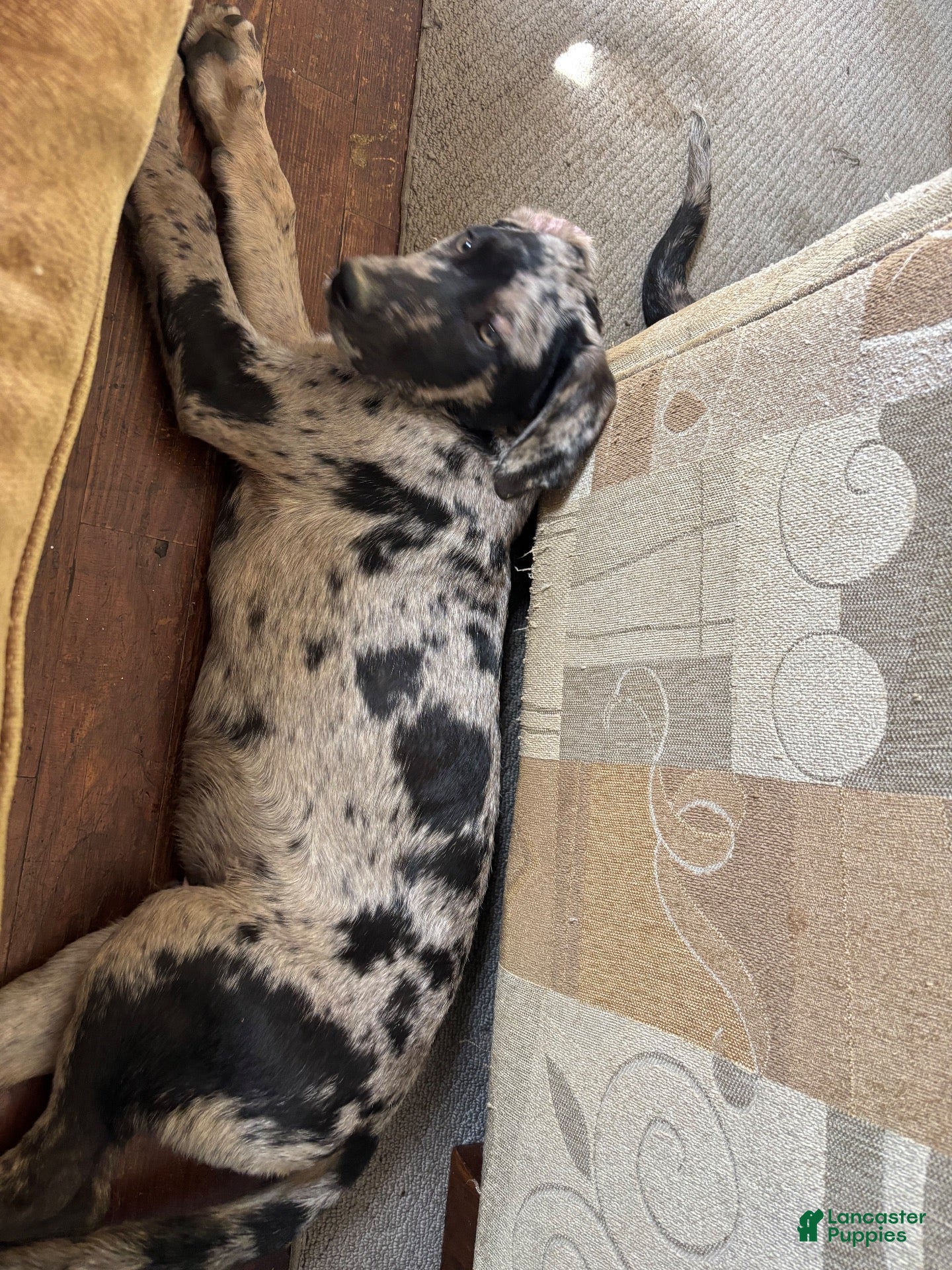 Mixed Breed dogs Mixed Breed 2 - Ad 4