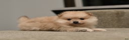 Pomeranian dogs for sale: Chase - Ad 3