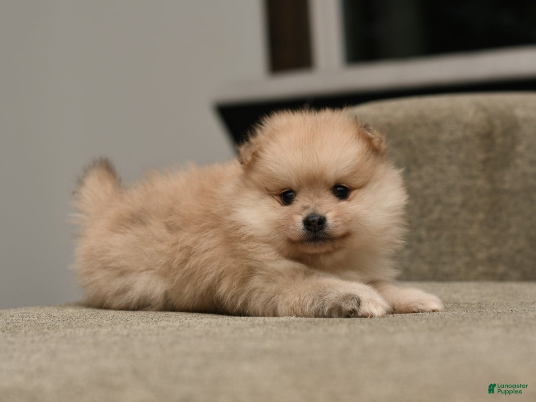 Pomeranian dogs for sale: Chase - Ad 3