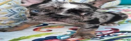 French Bulldog dogs for sale: Mellow - Ad 3