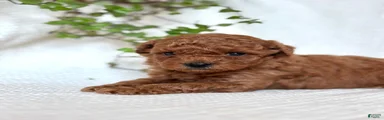 Mini Goldendoodle 1