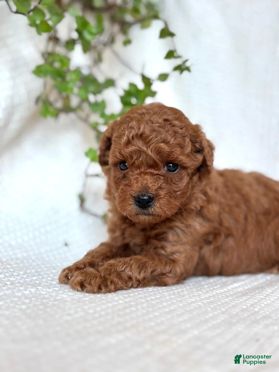 Mini Goldendoodle dogs for sale: Mini Goldendoodle 1 - Ad 1
