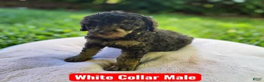 White Collar
