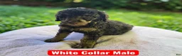 Standard Poodle dogs for sale: White Collar - Ad 1