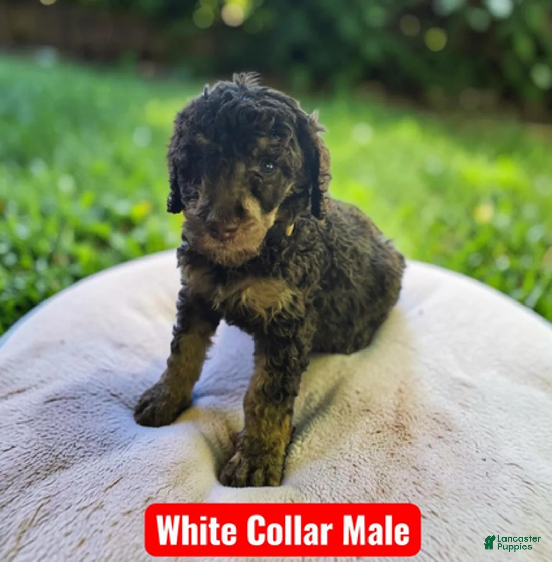 Standard Poodle dogs for sale: White Collar - Ad 1