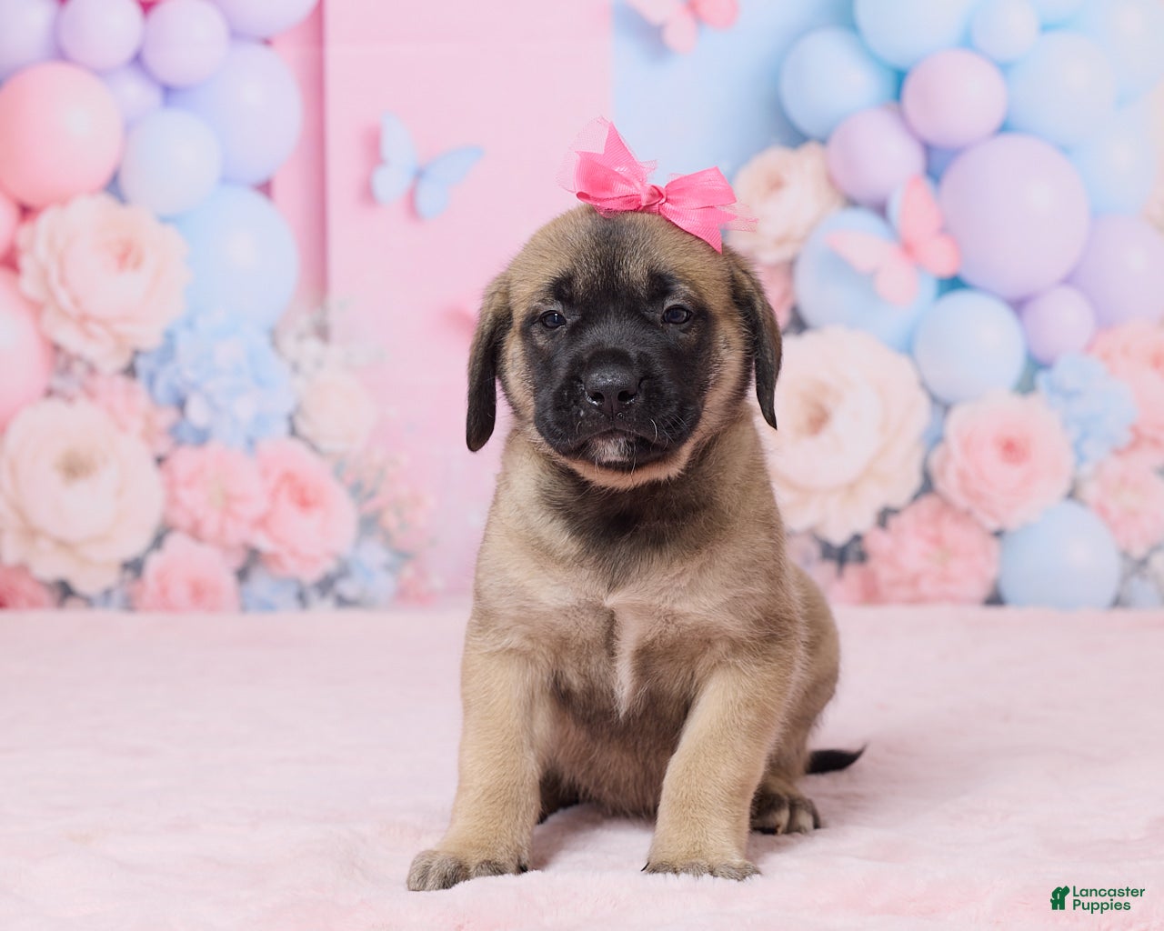 English Mastiff dogs Molly - Ad 1