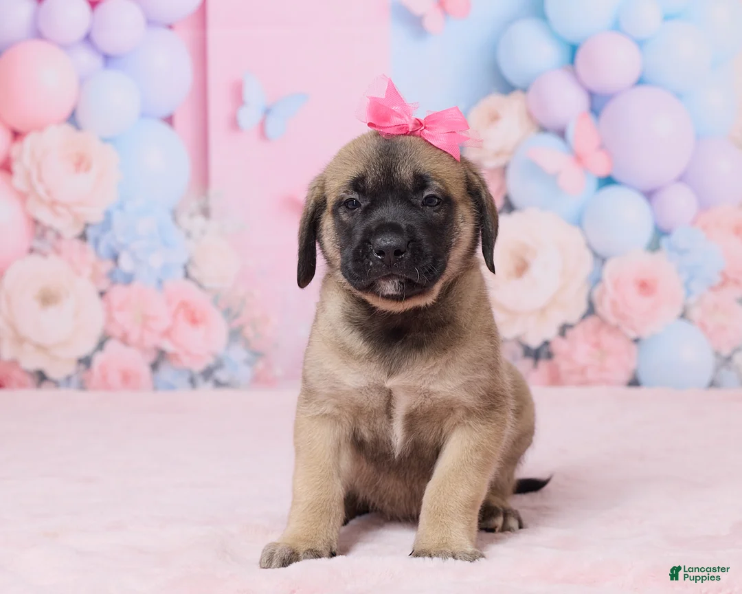 English Mastiff dogs for sale: Molly - Ad 1