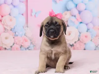 English Mastiff dogs for sale: Molly - Ad 3