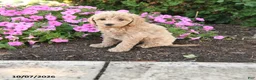 Mini Goldendoodle dogs for sale: Pip  - Ad 1