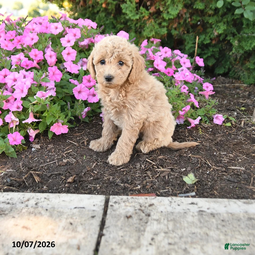 Mini Goldendoodle dogs for sale: Pip  - Ad 1