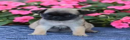 Pug dogs for sale: Bonnie - Ad 3