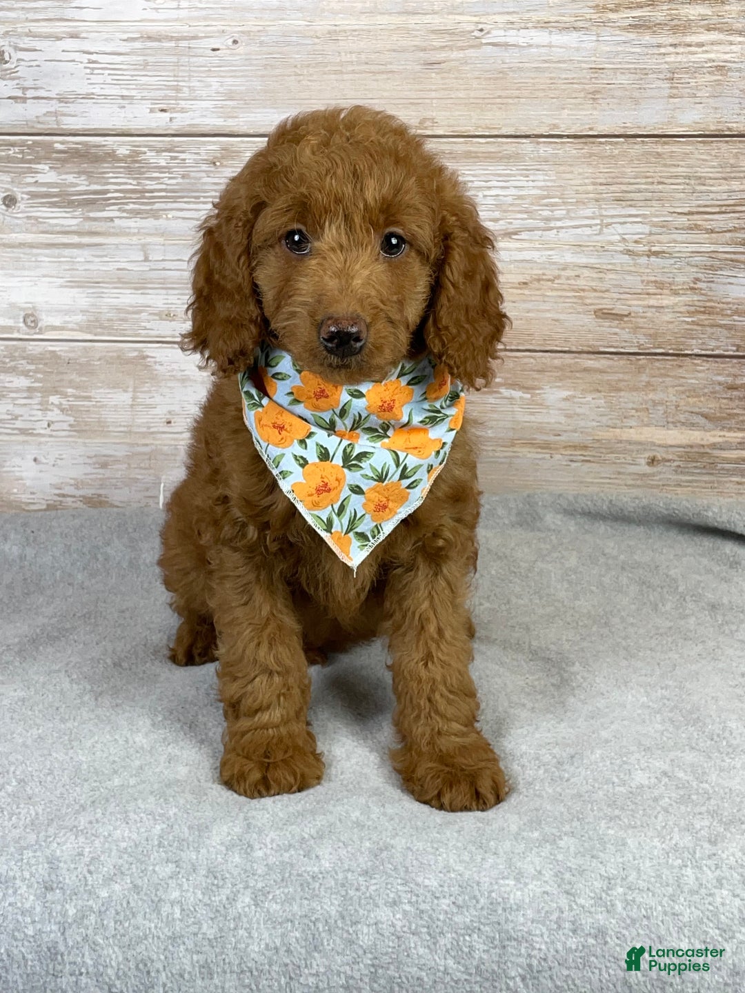 Goldendoodle dogs for sale: Goldendoodle Puppy 2 - Ad 3