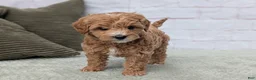 Mini Goldendoodle dogs for sale: Mia - Ad 7