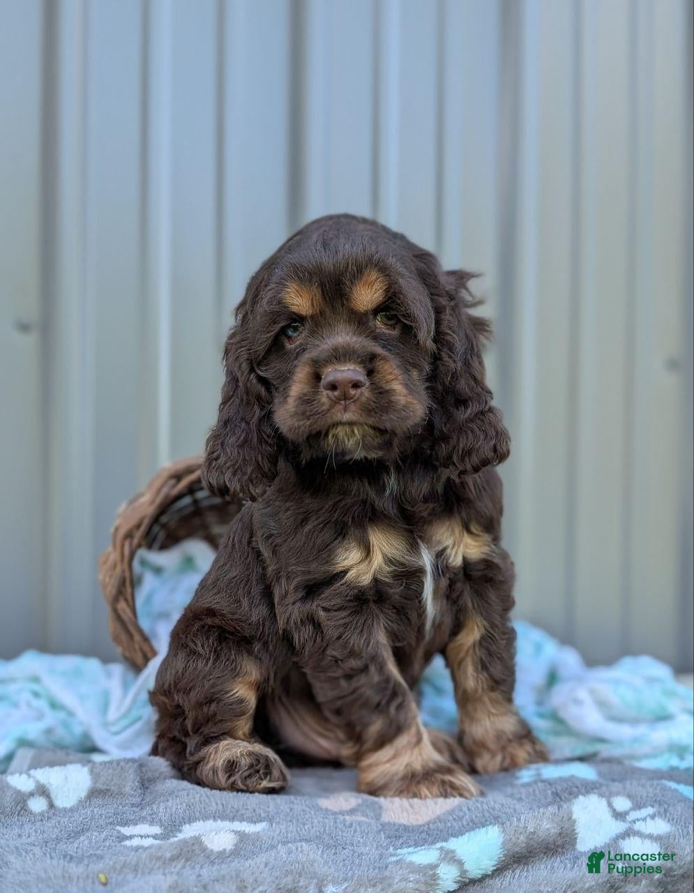 Cocker Spaniel dogs Duke - Ad 2