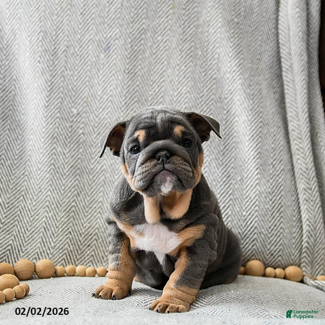 English Bulldog dogs for sale: Cookie Dough - Ad 1