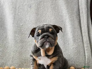 English Bulldog dogs Cookie Dough - Ad 29