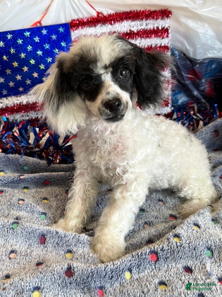 Toy Poodle dogs Bandit - Ad 8