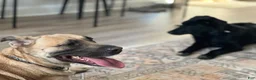 Mixed Breed dogs for sale: Mixed Breed 4 - Ad 2