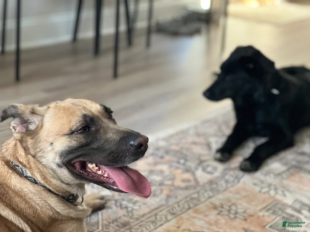 Mixed Breed dogs for sale: Mixed Breed 4 - Ad 2